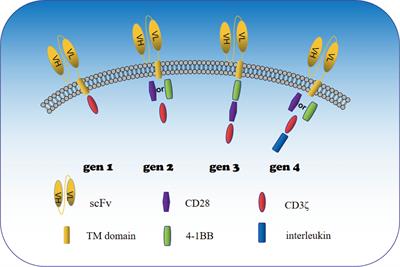 CAR-T Cells in the Treatment of Urologic Neoplasms: Present and Future